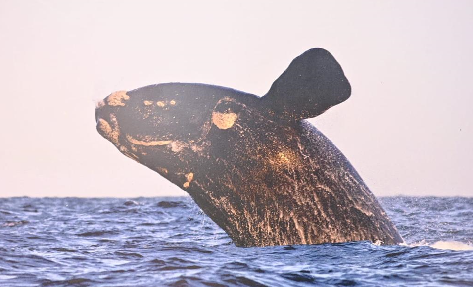 Con distintas actividades se realiza en Punta del Este el cierre de la temporada de la ballena franca