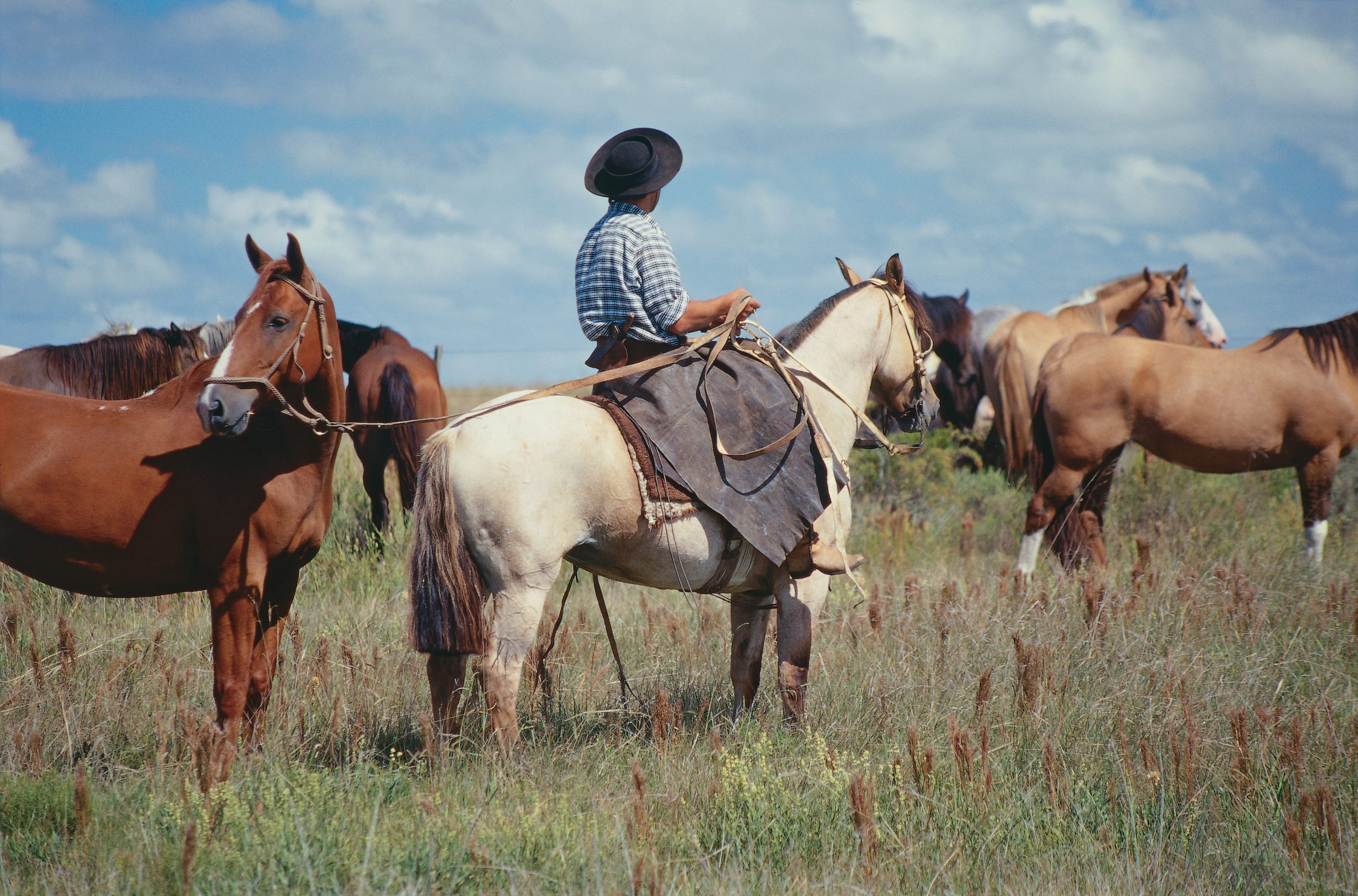 gauchos